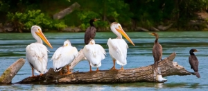 Birds sitting on a log floating on wetlands